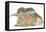 Young Grey Squirrel and Sandy Rabbit-Mark Taylor-Framed Premier Image Canvas