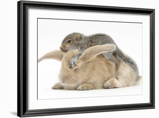 Young Grey Squirrel and Sandy Rabbit-Mark Taylor-Framed Photographic Print