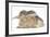 Young Grey Squirrel and Sandy Rabbit-Mark Taylor-Framed Photographic Print
