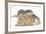 Young Grey Squirrel and Sandy Rabbit-Mark Taylor-Framed Photographic Print