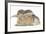 Young Grey Squirrel and Sandy Rabbit-Mark Taylor-Framed Photographic Print