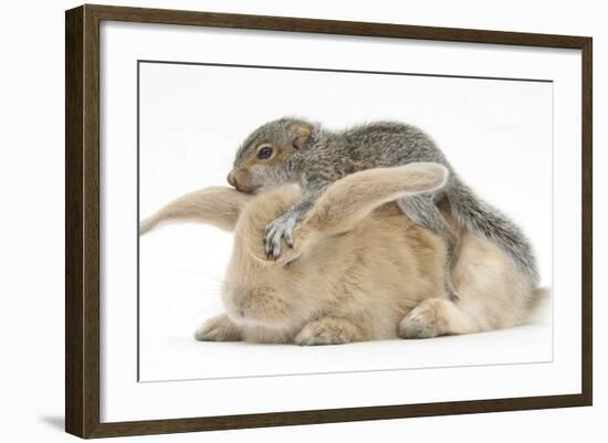 Young Grey Squirrel and Sandy Rabbit-Mark Taylor-Framed Photographic Print