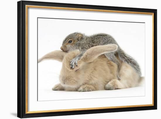 Young Grey Squirrel and Sandy Rabbit-Mark Taylor-Framed Photographic Print