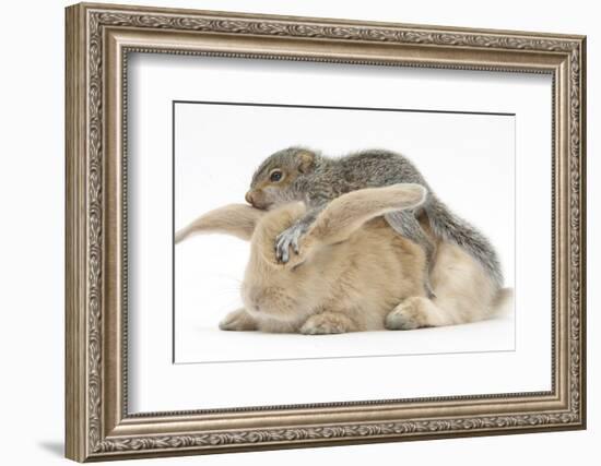 Young Grey Squirrel and Sandy Rabbit-Mark Taylor-Framed Photographic Print