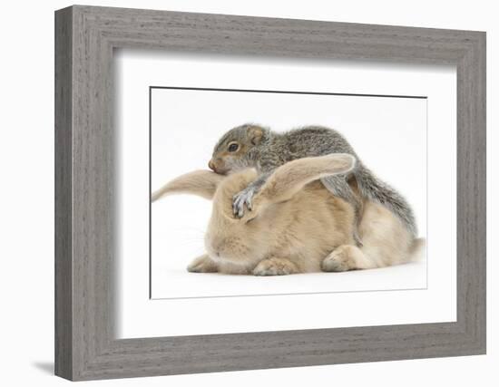 Young Grey Squirrel and Sandy Rabbit-Mark Taylor-Framed Photographic Print