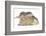 Young Grey Squirrel and Sandy Rabbit-Mark Taylor-Framed Photographic Print