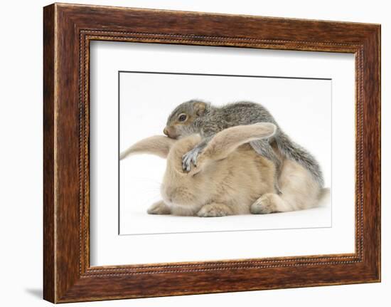 Young Grey Squirrel and Sandy Rabbit-Mark Taylor-Framed Photographic Print