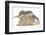 Young Grey Squirrel and Sandy Rabbit-Mark Taylor-Framed Photographic Print