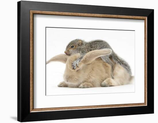 Young Grey Squirrel and Sandy Rabbit-Mark Taylor-Framed Photographic Print