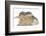 Young Grey Squirrel and Sandy Rabbit-Mark Taylor-Framed Photographic Print