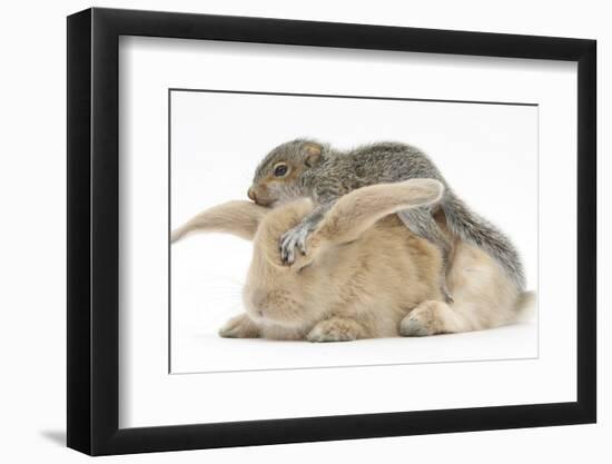 Young Grey Squirrel and Sandy Rabbit-Mark Taylor-Framed Photographic Print