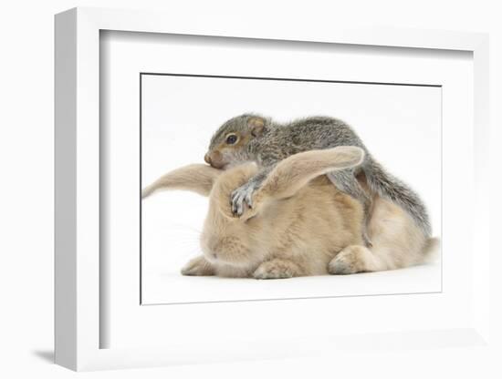 Young Grey Squirrel and Sandy Rabbit-Mark Taylor-Framed Photographic Print