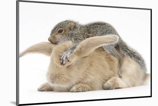 Young Grey Squirrel and Sandy Rabbit-Mark Taylor-Mounted Photographic Print