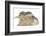 Young Grey Squirrel and Sandy Rabbit-Mark Taylor-Framed Photographic Print