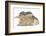 Young Grey Squirrel and Sandy Rabbit-Mark Taylor-Framed Photographic Print