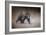 Young Grizzly Bear-Jai Johnson-Framed Giclee Print