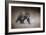 Young Grizzly Bear-Jai Johnson-Framed Giclee Print