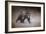 Young Grizzly Bear-Jai Johnson-Framed Giclee Print