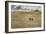 Young Grizzly In Yellowstone-Galloimages Online-Framed Photographic Print