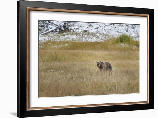 Young Grizzly In Yellowstone-Galloimages Online-Framed Photographic Print