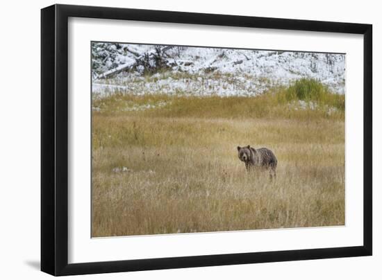 Young Grizzly In Yellowstone-Galloimages Online-Framed Photographic Print