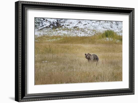 Young Grizzly In Yellowstone-Galloimages Online-Framed Photographic Print