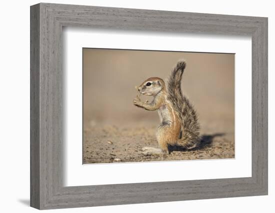 Young Ground Squirrel (Xerus Inauris), Kgalagadi Transfrontier Park, Northern Cape, South Africa-Ann & Steve Toon-Framed Photographic Print