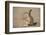 Young Ground Squirrel (Xerus Inauris), Kgalagadi Transfrontier Park, Northern Cape, South Africa-Ann & Steve Toon-Framed Photographic Print