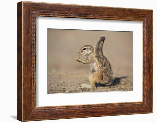 Young Ground Squirrel (Xerus Inauris), Kgalagadi Transfrontier Park, Northern Cape, South Africa-Ann & Steve Toon-Framed Photographic Print