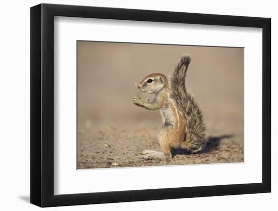 Young Ground Squirrel (Xerus Inauris), Kgalagadi Transfrontier Park, Northern Cape, South Africa-Ann & Steve Toon-Framed Photographic Print