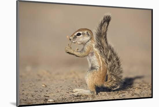 Young Ground Squirrel (Xerus Inauris), Kgalagadi Transfrontier Park, Northern Cape, South Africa-Ann & Steve Toon-Mounted Photographic Print