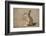 Young Ground Squirrel (Xerus Inauris), Kgalagadi Transfrontier Park, Northern Cape, South Africa-Ann & Steve Toon-Framed Photographic Print