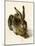 Young Hare-Albrecht Dürer or Duerer-Mounted Giclee Print