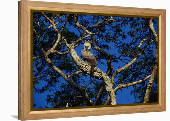 Young Harpy Eagle Perched in Tree-W. Perry Conway-Framed Premier Image Canvas