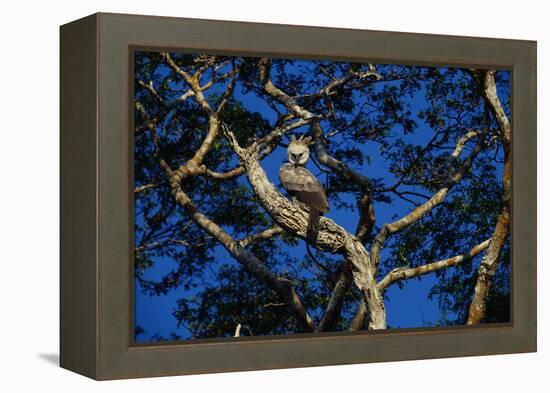 Young Harpy Eagle Perched in Tree-W. Perry Conway-Framed Premier Image Canvas