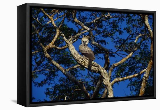 Young Harpy Eagle Perched in Tree-W. Perry Conway-Framed Premier Image Canvas