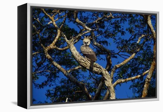 Young Harpy Eagle Perched in Tree-W. Perry Conway-Framed Premier Image Canvas