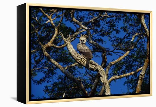 Young Harpy Eagle Perched in Tree-W. Perry Conway-Framed Premier Image Canvas