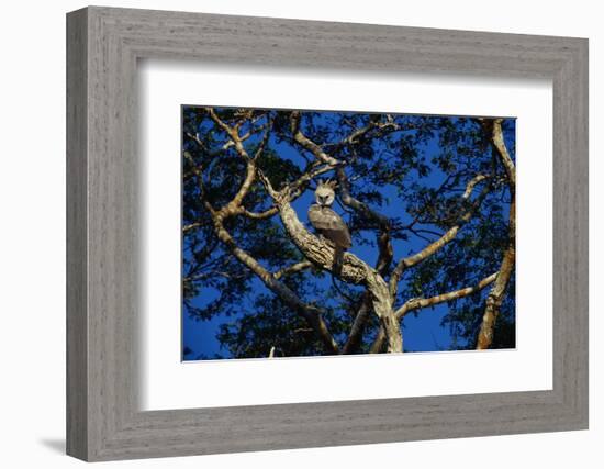 Young Harpy Eagle Perched in Tree-W. Perry Conway-Framed Photographic Print