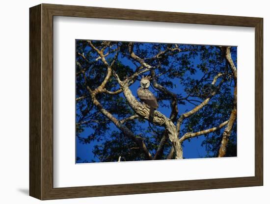 Young Harpy Eagle Perched in Tree-W. Perry Conway-Framed Photographic Print