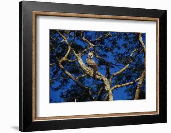 Young Harpy Eagle Perched in Tree-W. Perry Conway-Framed Photographic Print