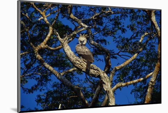 Young Harpy Eagle Perched in Tree-W. Perry Conway-Mounted Photographic Print