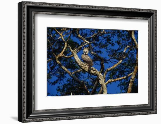 Young Harpy Eagle Perched in Tree-W. Perry Conway-Framed Photographic Print