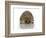 Young Hedgehog about 1 Year-null-Framed Art Print