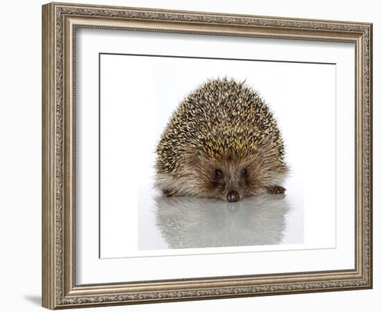 Young Hedgehog about 1 Year-null-Framed Art Print