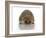 Young Hedgehog about 1 Year-null-Framed Art Print