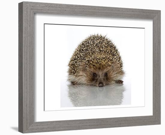 Young Hedgehog about 1 Year-null-Framed Art Print