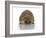 Young Hedgehog about 1 Year-null-Framed Art Print