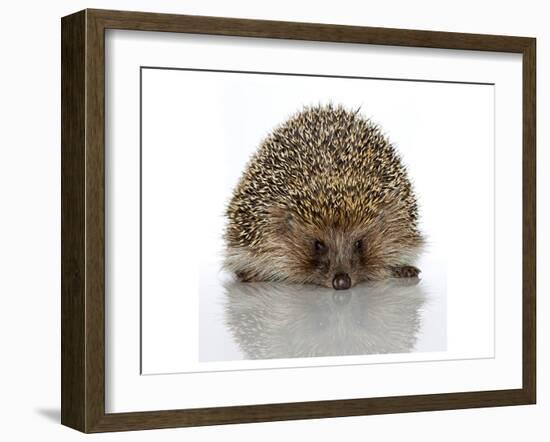 Young Hedgehog about 1 Year-null-Framed Art Print