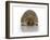 Young Hedgehog about 1 Year-null-Framed Art Print